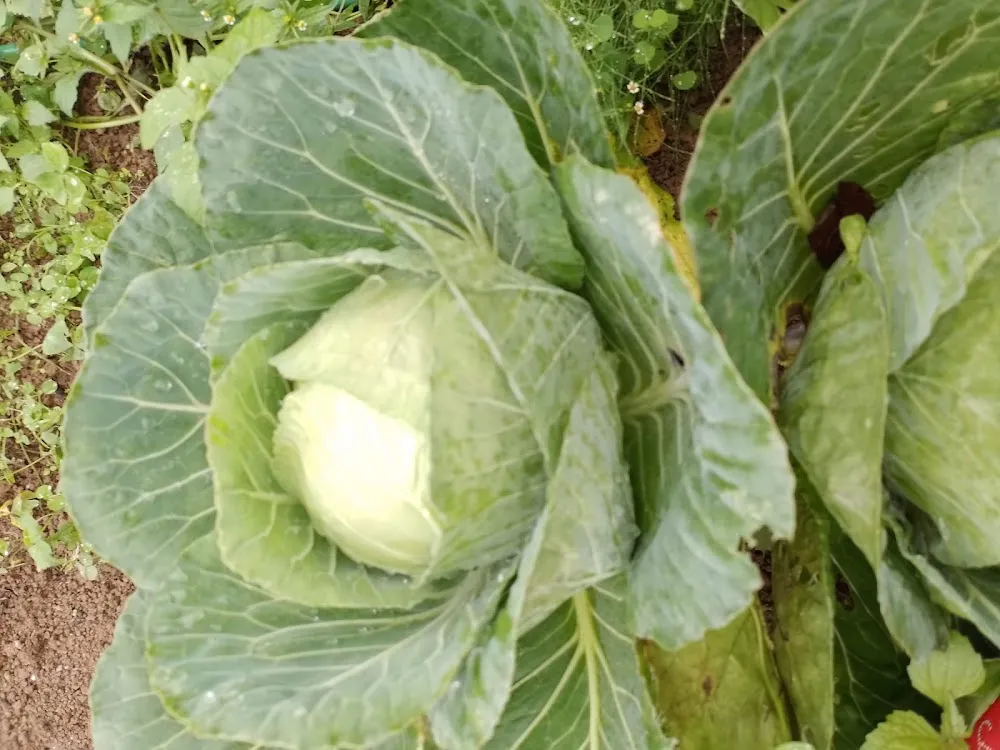 Cabbage